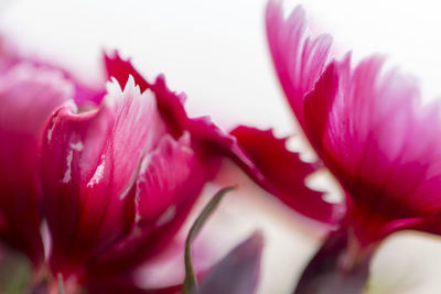 Close-up of pink flowers
