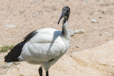 Sacred ibis in the farm