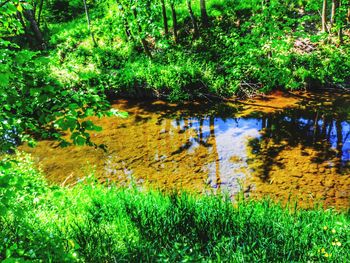 Scenic view of lake in forest