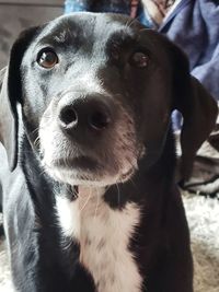 Close-up portrait of dog