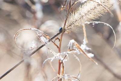 Close-up of dry plant