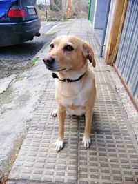 Dog looking away in city