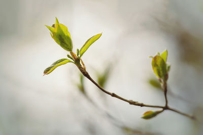 Close-up of plant