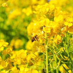 Close-up of bee pollinating on flower