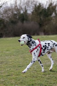 Dalmatian dog running with ball on field