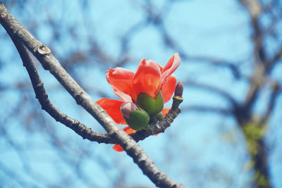 Vibrant red bombax flower in branches, during spring time