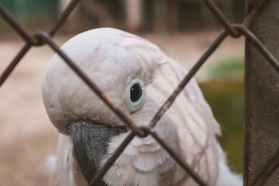 Close-up of pink cockatoo behind fence
