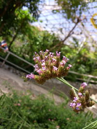 Close-up of fresh flowers on tree