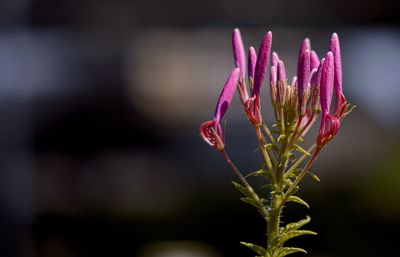 Close-up of pink flower