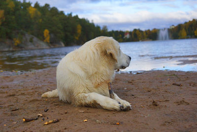 Dog looking at sea