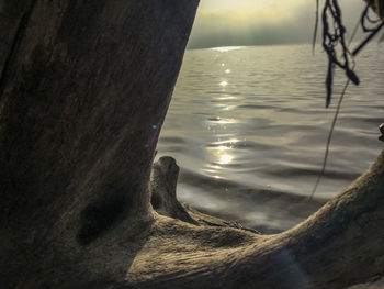 Close-up of tree trunk by lake