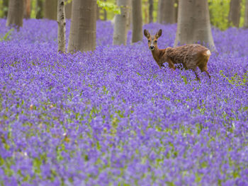 Wild deer with hyacints at hallerbos, a spring forest in belgium