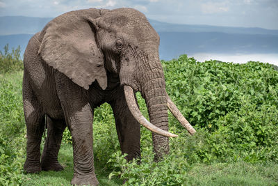 Elephant standing on grassy field against blue sky