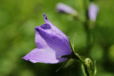 Close-up of purple flower