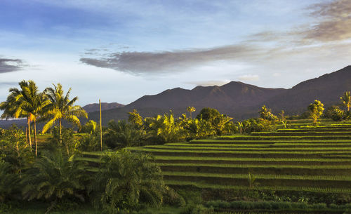 Scenic view of agricultural field against sky