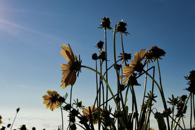 Low angle view of flowering plants against sky