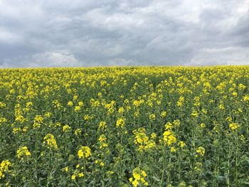 Scenic view of field against cloudy sky