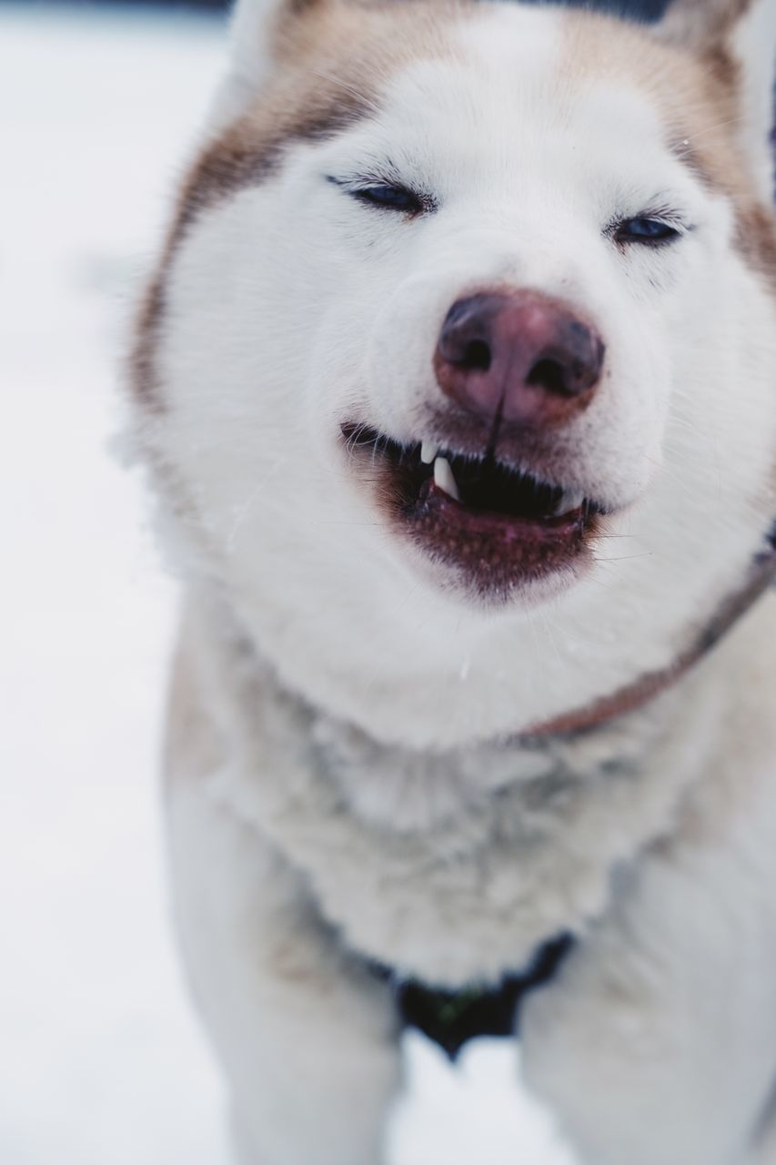 CLOSE-UP OF A DOG