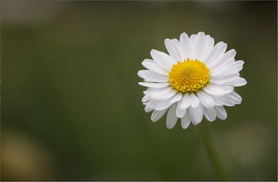 Close-up of white daisy