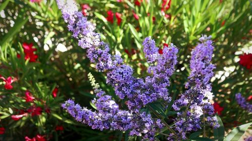 Close-up of purple flowering plants
