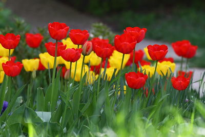 Close-up of red tulips in bloom