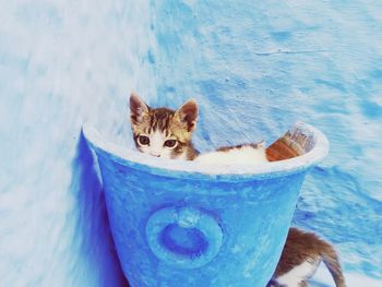High angle view of cat on snow