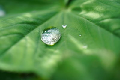 Close-up of raindrops on leaves