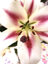 Close-up of pink flower blooming outdoors