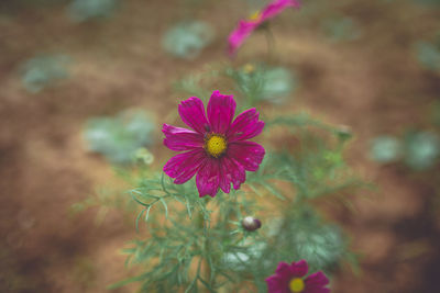 Close-up of pink flowering plant