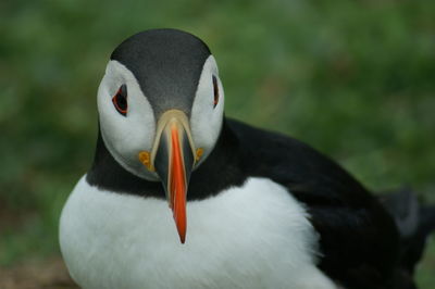 Close-up of bird