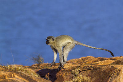 View of monkey on rock