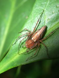 Close-up of insect on leaf