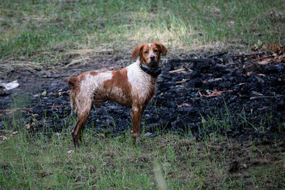 Portrait of dog standing on field