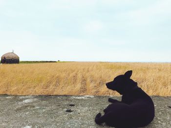 View of dog on field against sky