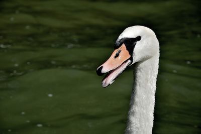 Close-up of swan swimming on lake