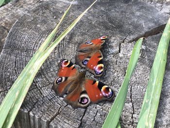 High angle view of butterfly on leaf