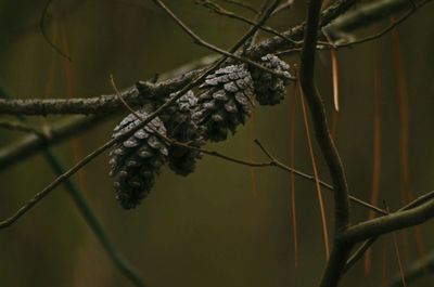 Close-up of twigs