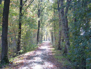 Footpath amidst trees in forest