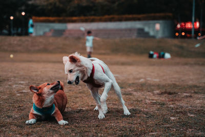 Dog running in the ground