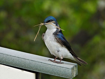 Close-up of bird perching on railing