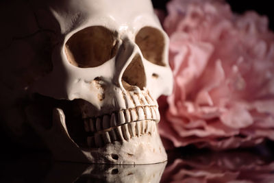 Close-up of human skeleton