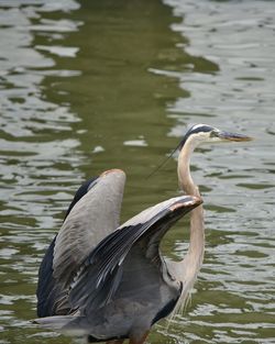 High angle view of gray heron in lake