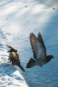Bird flying over sea during winter