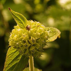 Close-up of insect on plant