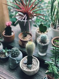 Close-up of potted plants on table