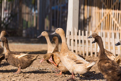 Close-up of birds