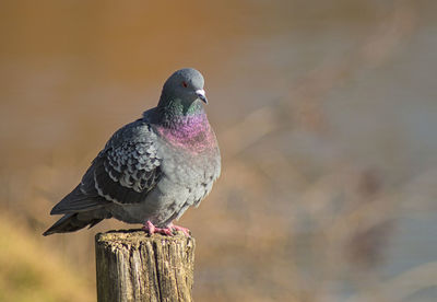 Close-up of bird perching on wooden post