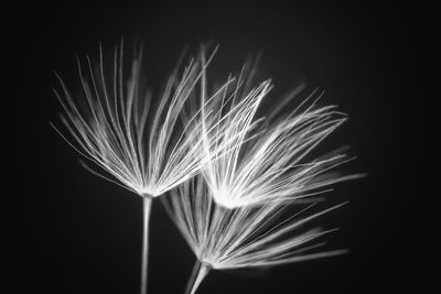 Close-up of plant against black background