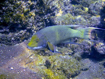 Fish swimming in sea