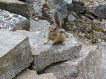 Portrait of squirrel on rock